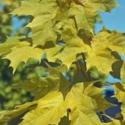 Acer platinoides Princeton Gold