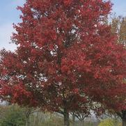 Acer rubrum 