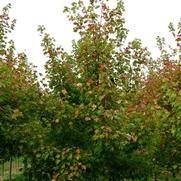 Acer rubrum Red Sunset®