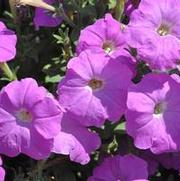 Petunia x hybrida Carpet Lilac