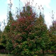 Acer rubrum Somerset