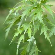 Acer saccharinum Silver Queen