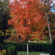 Acer saccharum Bonfire™