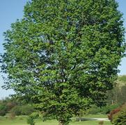 Acer saccharum Commemoration®