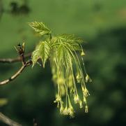 Acer saccharum Green Mountain™