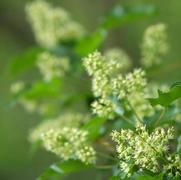 Acer tataricum subsp. ginnala 