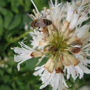 Aesculus parviflora 