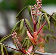 Aesculus pavia 