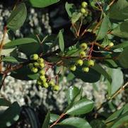 Aronia melanocarpa Autumn Magic