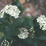 Aronia melanocarpa Viking