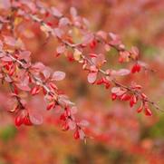 Berberis thunbergii var. atropurpurea Rose Glow