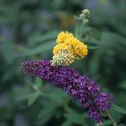 Buddleia davidii Nanho Blue