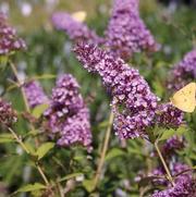 Buddleia davidii Pink Delight