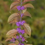 Callicarpa dichotoma Early Amethyst