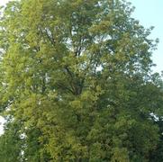 Carya illinoensis 