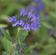 Caryopteris x clandonensis Dark Knight