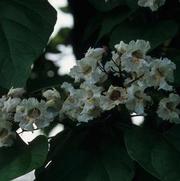 Catalpa speciosa 