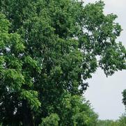 Celtis occidentalis 