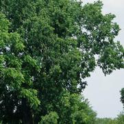 Celtis occidentalis 