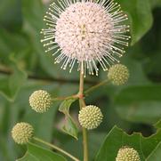 Cephalanthus occidentalis Sputnik