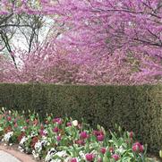 Cercis canadensis 