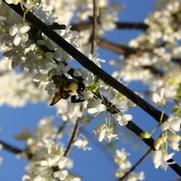 Cercis canadensis Alba