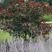 Cercis canadensis Forest Pansy