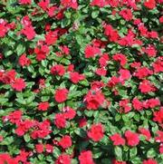 Catharanthus roseus Titan™ Series