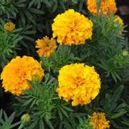Tagetes erecta Discovery series