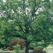Quercus macrocarpa 