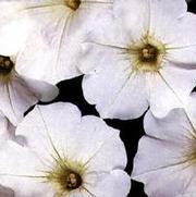 Petunia x hybrida Suncatcher™ White