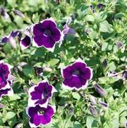 Petunia x hybrida Cascadias Rim Violet