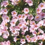 Calibrachoa Superbells® Cherry Blossom