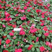 Impatiens walleriana Showstopper Tropical Flair Mix