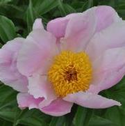 Paeonia lactiflora Martha Washington