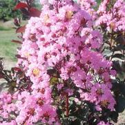 Lagerstroemia indica Rhapsody in Pink®
