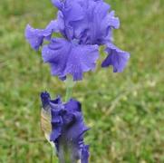 Iris germanica Breakers