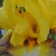 Iris germanica Clothed in Glory