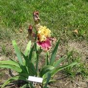 Iris germanica Decadence