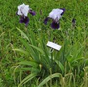 Iris germanica Elizabeth Noble