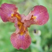 Iris germanica Hot News