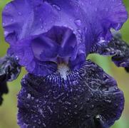 Iris germanica Oklahoma Crude