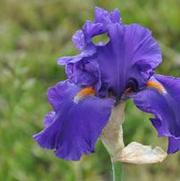 Iris germanica Paul Black