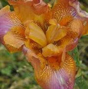 Iris germanica Whoopsidaisy