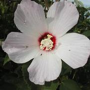 Hibiscus lasiocarpus 