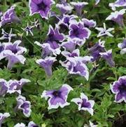 Petunia x hybrida Cascadia Violet Skirt