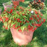 Begonia boliviensis Sparkle Scarlet