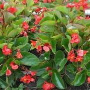 Begonia x benariensis Whopper Series