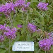 Monarda Violet Queen