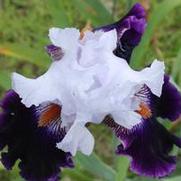 Iris germanica American Pride